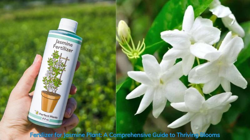 Fertilizer for Jasmine Plant