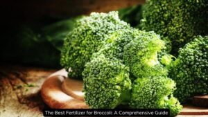 The Best Fertilizer for Broccoli: A Comprehensive Guide