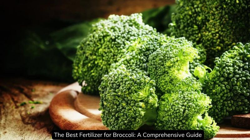 The Best Fertilizer for Broccoli: A Comprehensive Guide