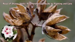 Rose of Sharon Seeds: A Comprehensive Guide to Planting and Care