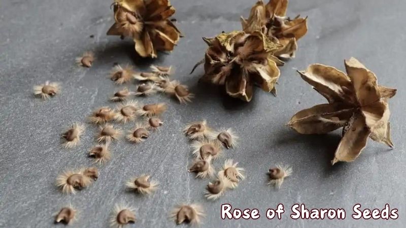 Rose of Sharon Seeds: