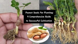 Peanut Seeds for Planting: A Comprehensive Guide to Successful Cultivation