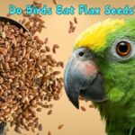 Do Birds Eat Flax Seeds?