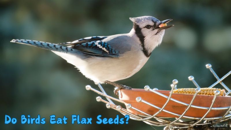 Do Birds Eat Flax Seeds?