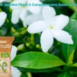 Fertilizer for Jasmine Plant: A Comprehensive Guide to Thriving Blooms