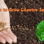 How to Grow Cilantro Seeds