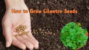 How to Grow Cilantro Seeds: A Complete Guide for Beginners