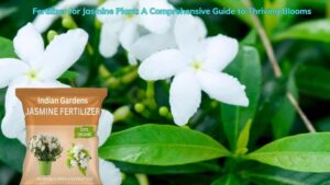 Fertilizer for Jasmine Plant: A Comprehensive Guide to Thriving Blooms