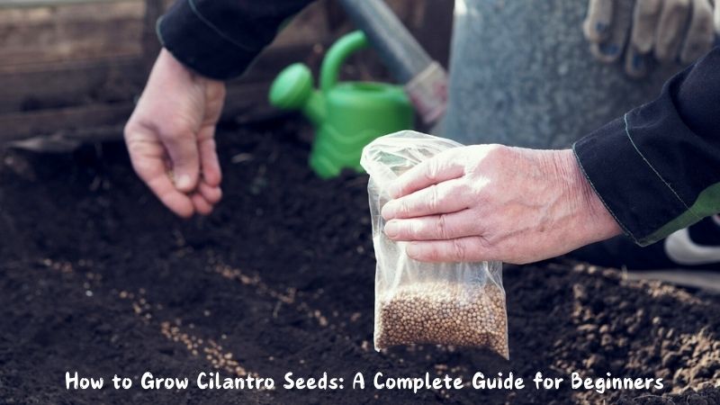 How to Grow Cilantro Seeds