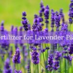 Fertilizer for Lavender Plants: A Comprehensive Guide