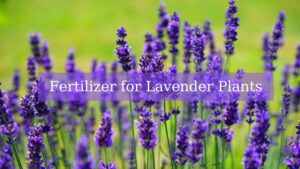 Fertilizer for Lavender Plants: A Comprehensive Guide