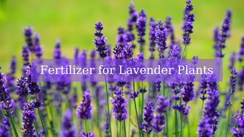 Fertilizer for Lavender Plants: A Comprehensive Guide