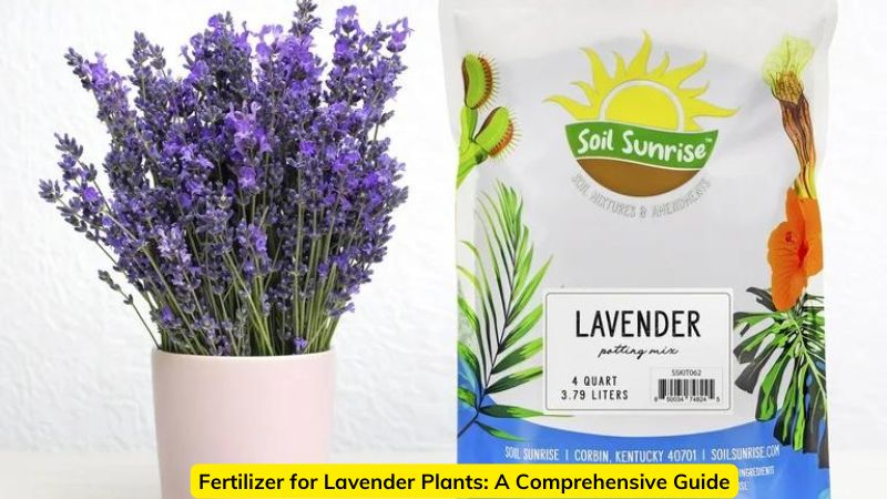 Fertilizer for Lavender Plants