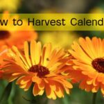 How to Harvest Calendula