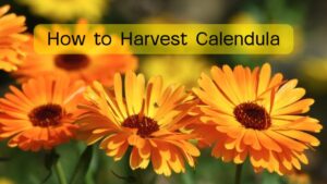 How to Harvest Calendula: A Complete Guide