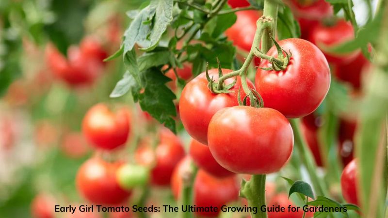 Early Girl Tomato Seeds