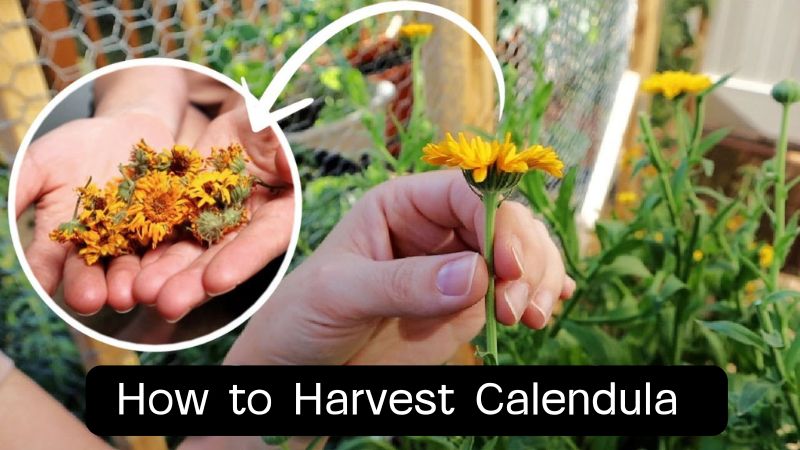 How to Harvest Calendula