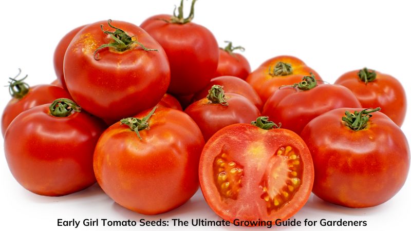 Early Girl Tomato Seeds: The Ultimate Growing Guide for Gardeners