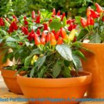 Best Fertilizer for Hot Peppers