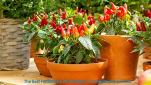 The Best Fertilizer for Hot Peppers: A Comprehensive Guide