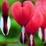 Bleeding Heart Plant Seeds