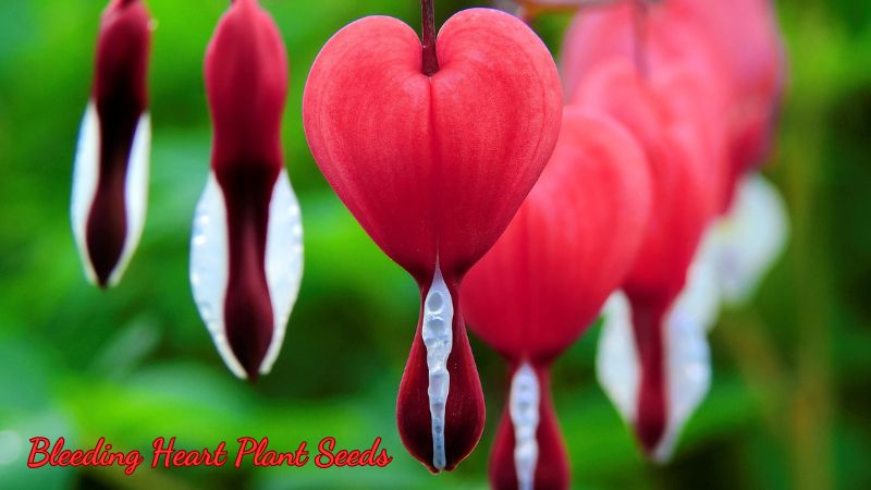 Bleeding Heart Plant Seeds: The Ultimate Guide to Growing and Caring for Bleeding Heart Plants