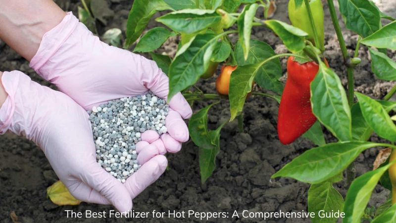 Best Fertilizer for Hot Peppers