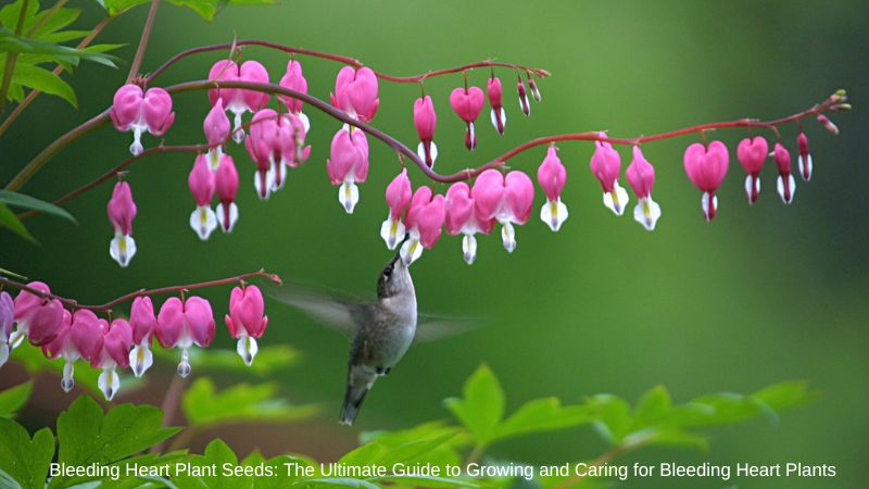 Bleeding Heart Plant Seeds