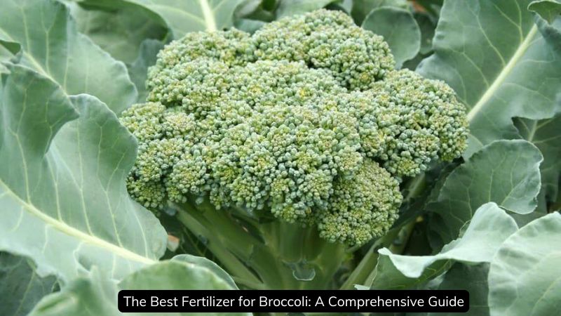 The Best Fertilizer for Broccoli