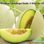 How to Preserve Cantaloupe Seeds: A Step-by-Step Guide