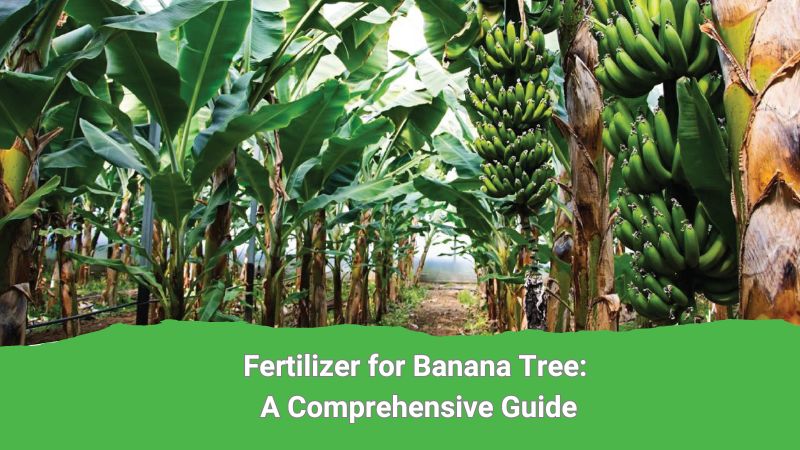 Fertilizer for Banana Tree: A Comprehensive Guide