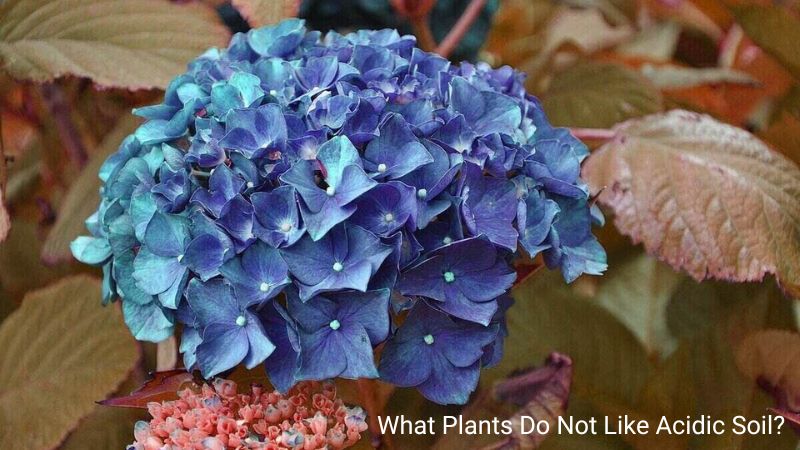 What Plants Do Not Like Acidic Soil?