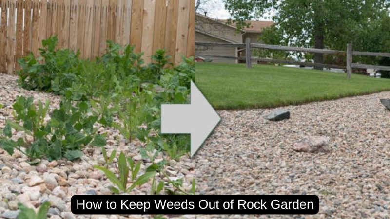 How to Keep Weeds Out of Rock Garden: Effective Strategies for a Weed-Free Space