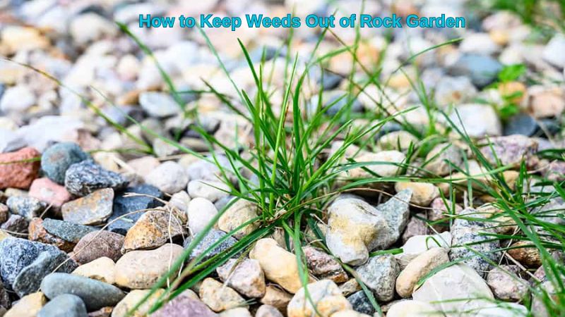 How to Keep Weeds Out of Rock Garden: Effective Strategies for a Weed-Free Space