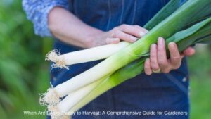 When Are Leeks Ready to Harvest: A Comprehensive Guide for Gardeners