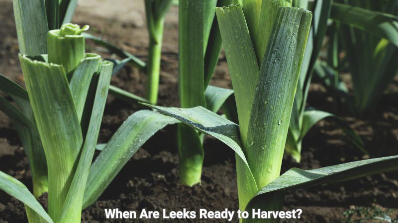 When Are Leeks Ready to Harvest