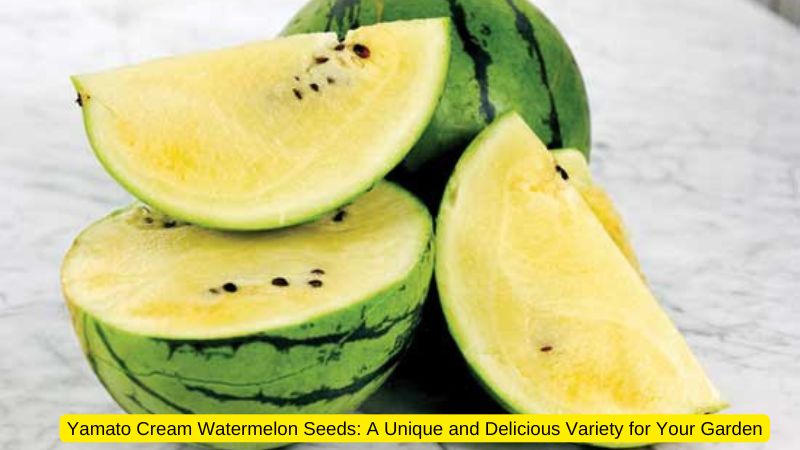 Yamato Cream Watermelon Seeds: A Unique and Delicious Variety for Your Garden