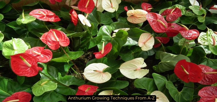 Anthurium Growing Techniques From A-Z