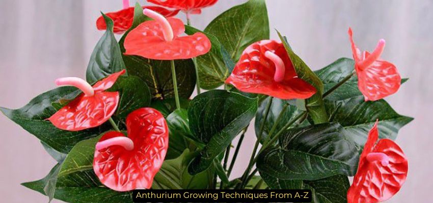 Anthurium Growing Techniques From A-Z