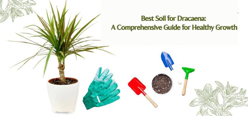 Best Soil for Dracaena: A Comprehensive Guide for Healthy Growth