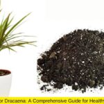 Best Soil for Dracaena: A Comprehensive Guide for Healthy Growth