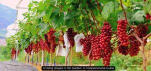 Growing Grapes in the Garden: A Comprehensive Guide