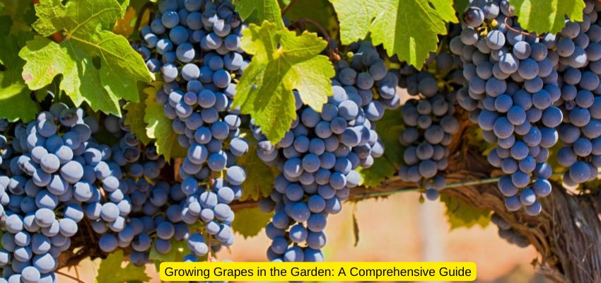 Growing Grapes in the Garden: A Comprehensive Guide