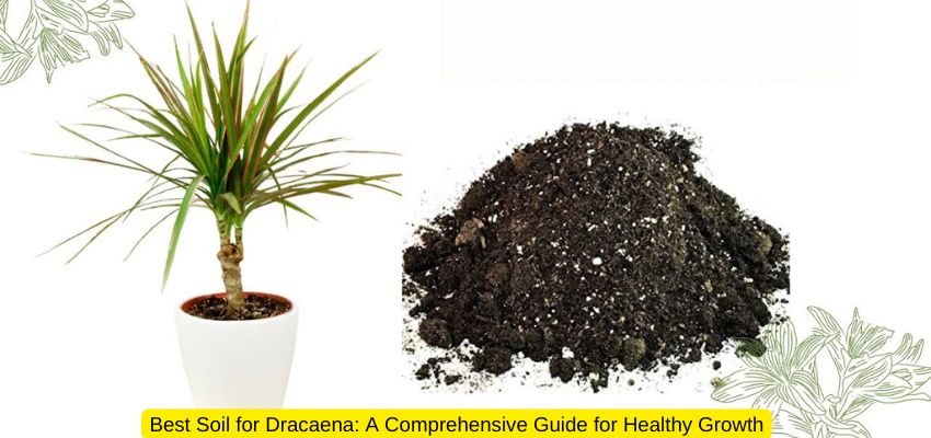 Best Soil for Dracaena: A Comprehensive Guide for Healthy Growth