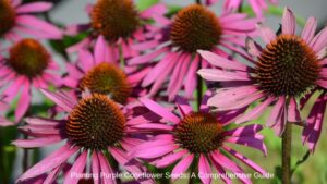 Planting Purple Coneflower Seeds: A Comprehensive Guide