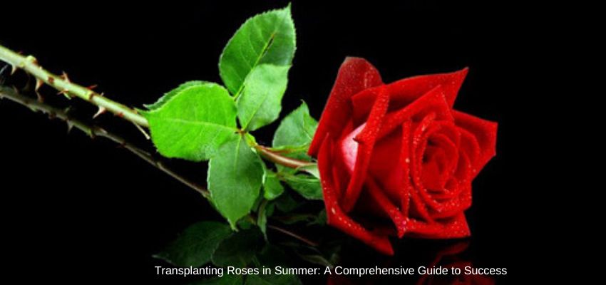 Transplanting Roses in Summer: A Comprehensive Guide to Success